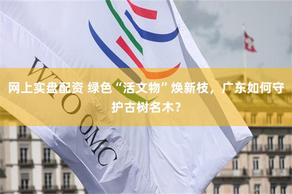 网上实盘配资 绿色“活文物”焕新枝，广东如何守护古树名木？