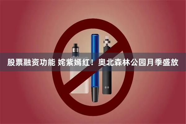股票融资功能 姹紫嫣红！奥北森林公园月季盛放
